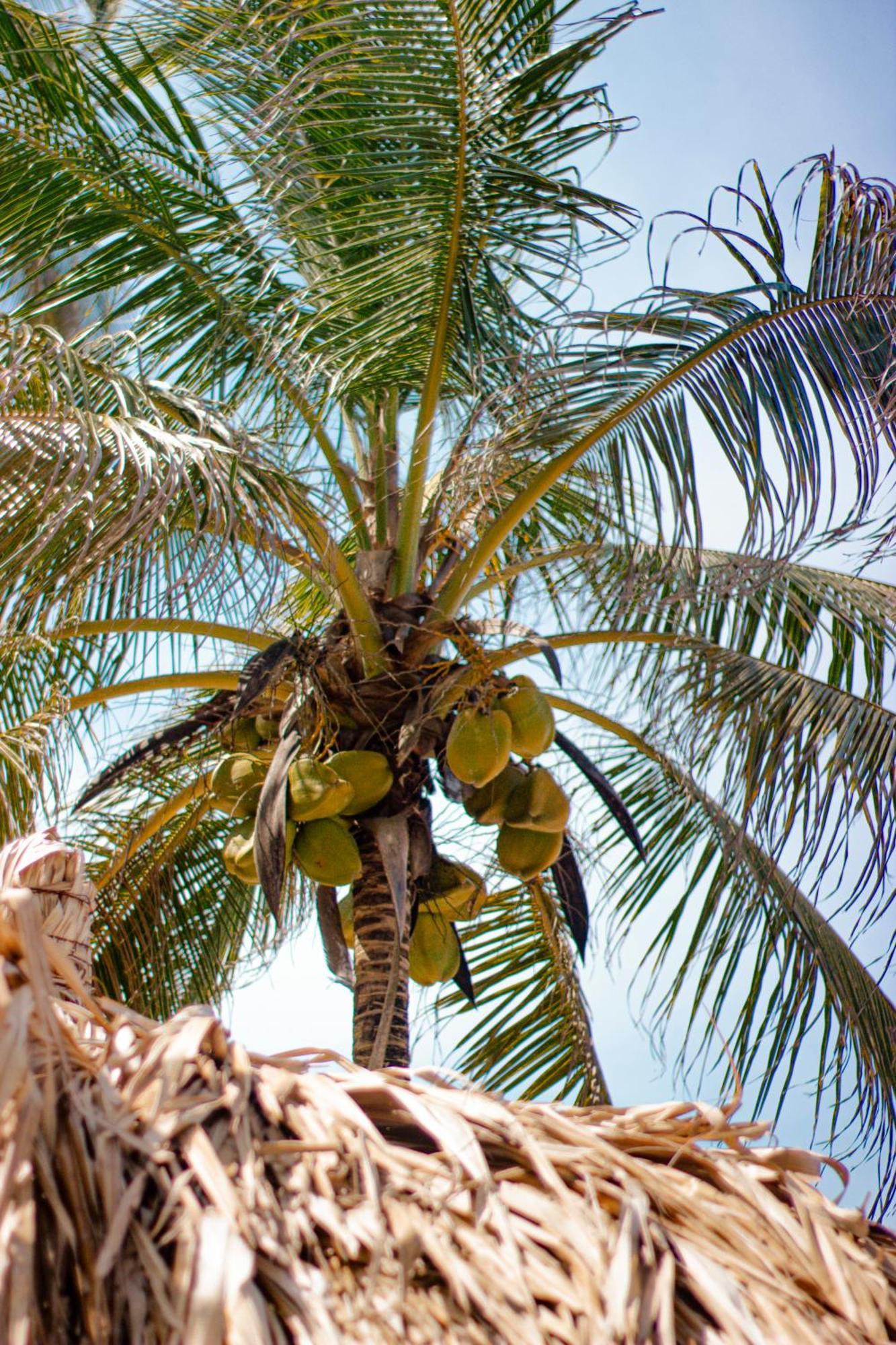 Hukumeizi Palomino Extérieur photo